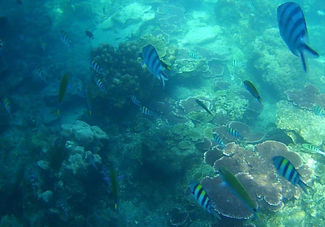 Juara Bay Resort Isola di Tioman Esterno foto